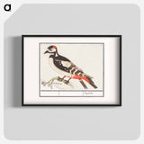 The great spotted woodpecker - アンセルムス ボエティウス デ ブート Poster.