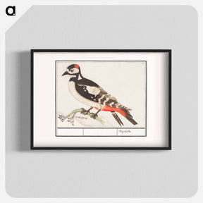 アートポスター-The great spotted woodpecker - アンセルムス ボエティウス デ ブート Poster.