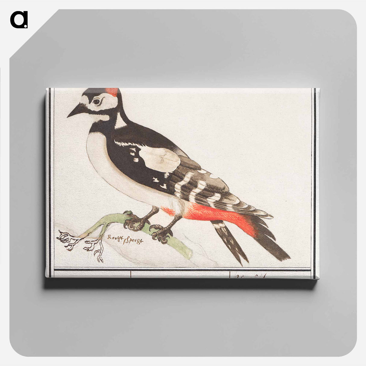 The great spotted woodpecker - アンセルムス ボエティウス デ ブート Canvas.