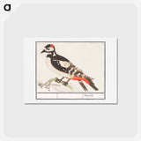 The great spotted woodpecker - アンセルムス ボエティウス デ ブート Postcard.