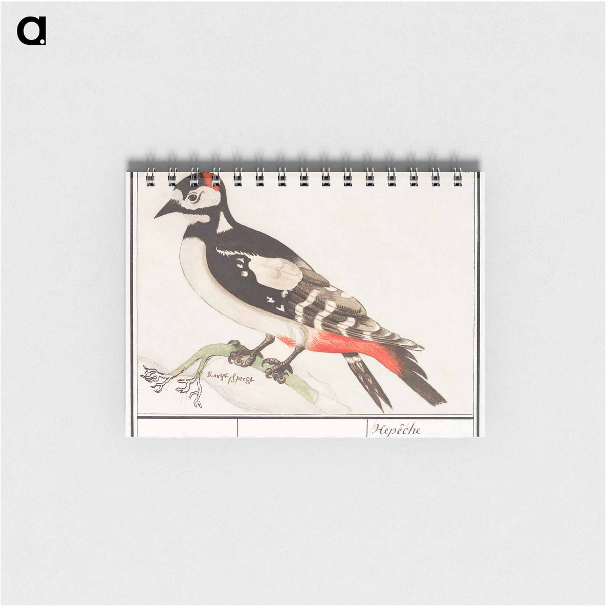 The great spotted woodpecker - アンセルムス ボエティウス デ ブート Memo.