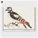 2-63_Anselmus-Boetius-de-Boodt_picture-crop
