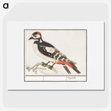 2-63_Anselmus-Boetius-de-Boodt_picture