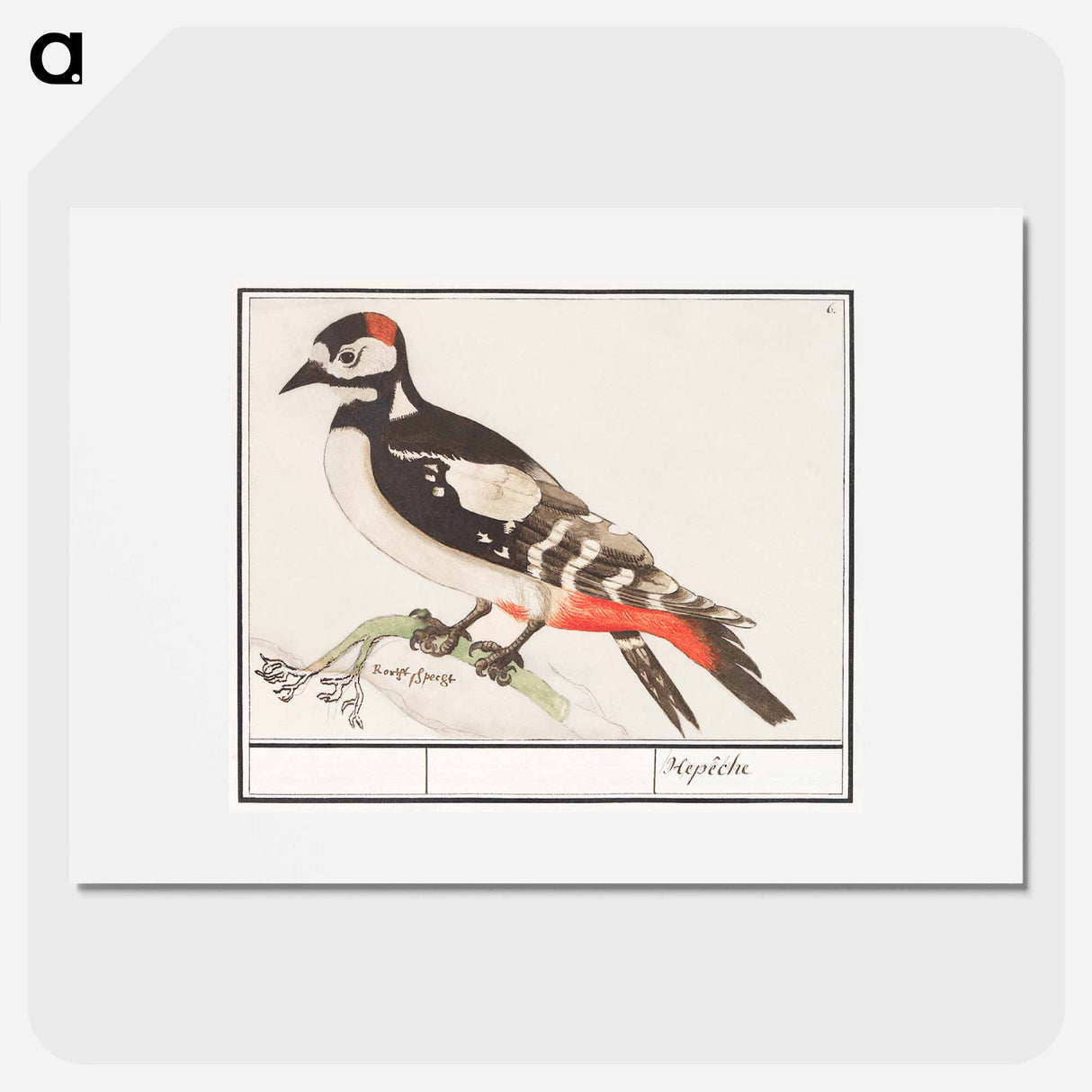 The great spotted woodpecker - アンセルムス ボエティウス デ ブート Poster.