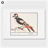 The great spotted woodpecker - アンセルムス ボエティウス デ ブート Poster.
