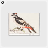 The great spotted woodpecker - アンセルムス ボエティウス デ ブート Postcard.