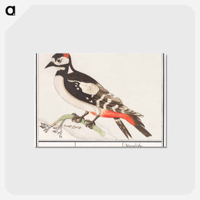 アートポストカード-The great spotted woodpecker - アンセルムス ボエティウス デ ブート Postcard.