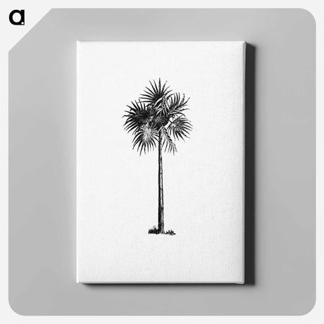 アートパネル-Palm Tree Engraving
 - 大英図書館 Canvas.