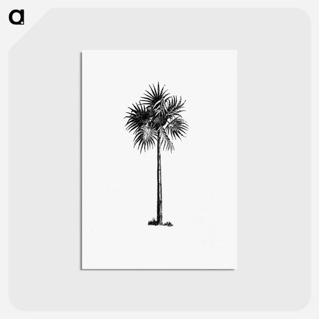アートポストカード-Palm Tree Engraving
 - 大英図書館 Postcard.