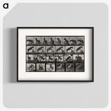 2-63_Eadweard-Muybridge_blk