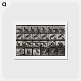 アートポストカード-Circus Horse
 - エドワード マイブリッジ Postcard.