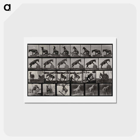 アートポストカード-Circus Horse
 - エドワード マイブリッジ Postcard.