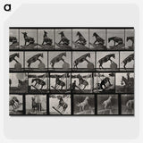 2-63_Eadweard-Muybridge_picture-crop