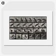 2-63_Eadweard-Muybridge_picture