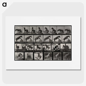 2-63_Eadweard-Muybridge_picture