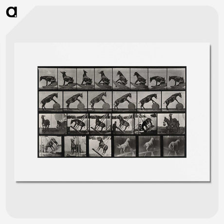 2-63_Eadweard-Muybridge_picture