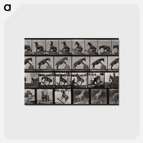 アートポストカード-Circus Horse
 - エドワード マイブリッジ Postcard.