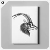 Vintage antelope wildlife illustration - エルンスト ヘッケル Canvas.