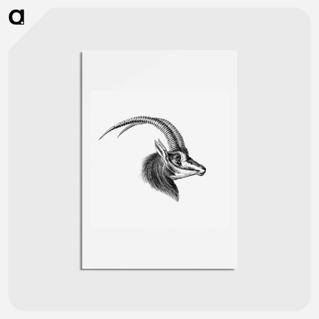アートポストカード-Vintage antelope wildlife illustration - エルンスト ヘッケル Postcard.