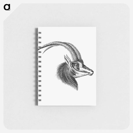 アートメモ帳-Vintage antelope wildlife illustration - エルンスト ヘッケル Memo.