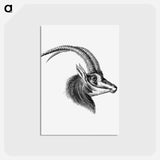 アートポストカード-Vintage antelope wildlife illustration - エルンスト ヘッケル Postcard.