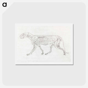 アートポストカード-Tiger Body, Lateral View
 - ジョージ スタッブス Postcard.
