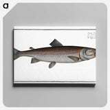 2-63_Ichtyologie-ou-Histoire-naturelle_canvas