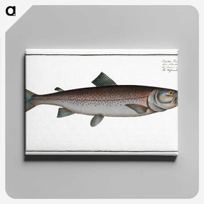 2-63_Ichtyologie-ou-Histoire-naturelle_canvas