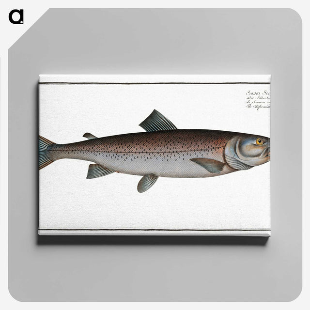 2-63_Ichtyologie-ou-Histoire-naturelle_canvas