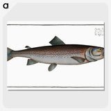 2-63_Ichtyologie-ou-Histoire-naturelle_picture-crop