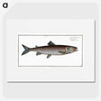 2-63_Ichtyologie-ou-Histoire-naturelle_picture