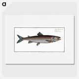 2-63_Ichtyologie-ou-Histoire-naturelle_picture