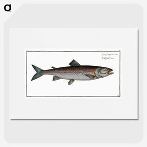 2-63_Ichtyologie-ou-Histoire-naturelle_picture