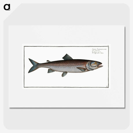 2-63_Ichtyologie-ou-Histoire-naturelle_picture
