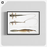 2-63_Indian-Zoology_blk-crop