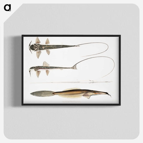 2-63_Indian-Zoology_blk-crop