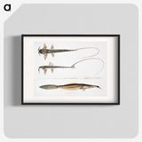 2-63_Indian-Zoology_blk