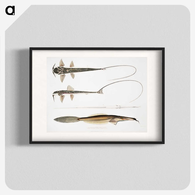 2-63_Indian-Zoology_blk