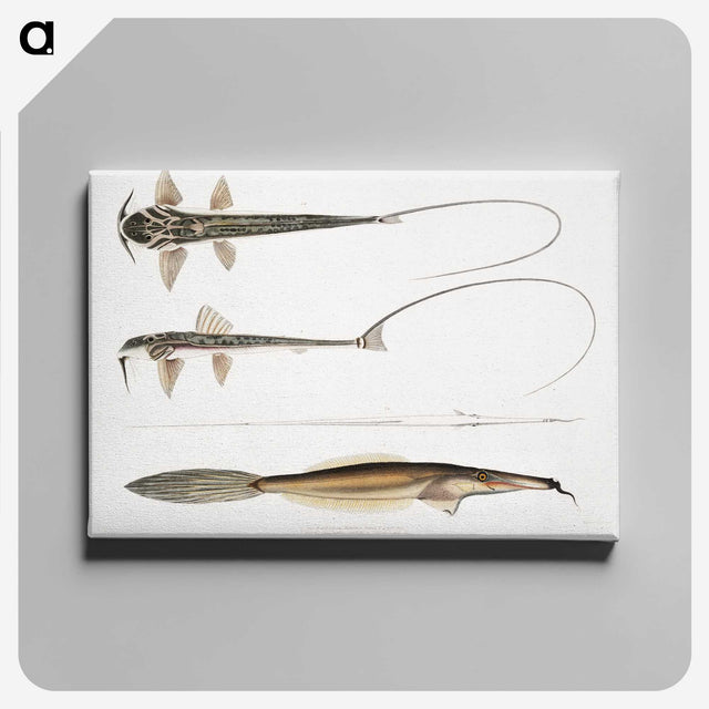 2-63_Indian-Zoology_canvas