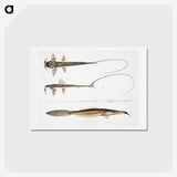 2-63_Indian-Zoology_hagaki