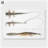 2-63_Indian-Zoology_picture-crop