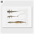 2-63_Indian-Zoology_picture
