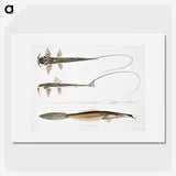 2-63_Indian-Zoology_picture
