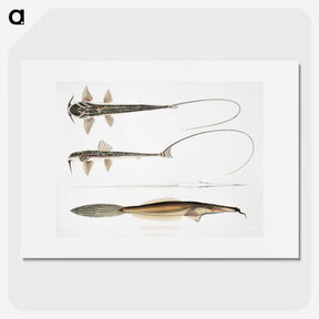 2-63_Indian-Zoology_picture
