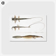 2-63_Indian-Zoology_postcard