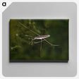 2-63_Insects-Unlocked-Project_canvas
