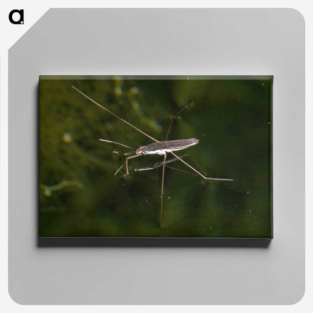 2-63_Insects-Unlocked-Project_canvas