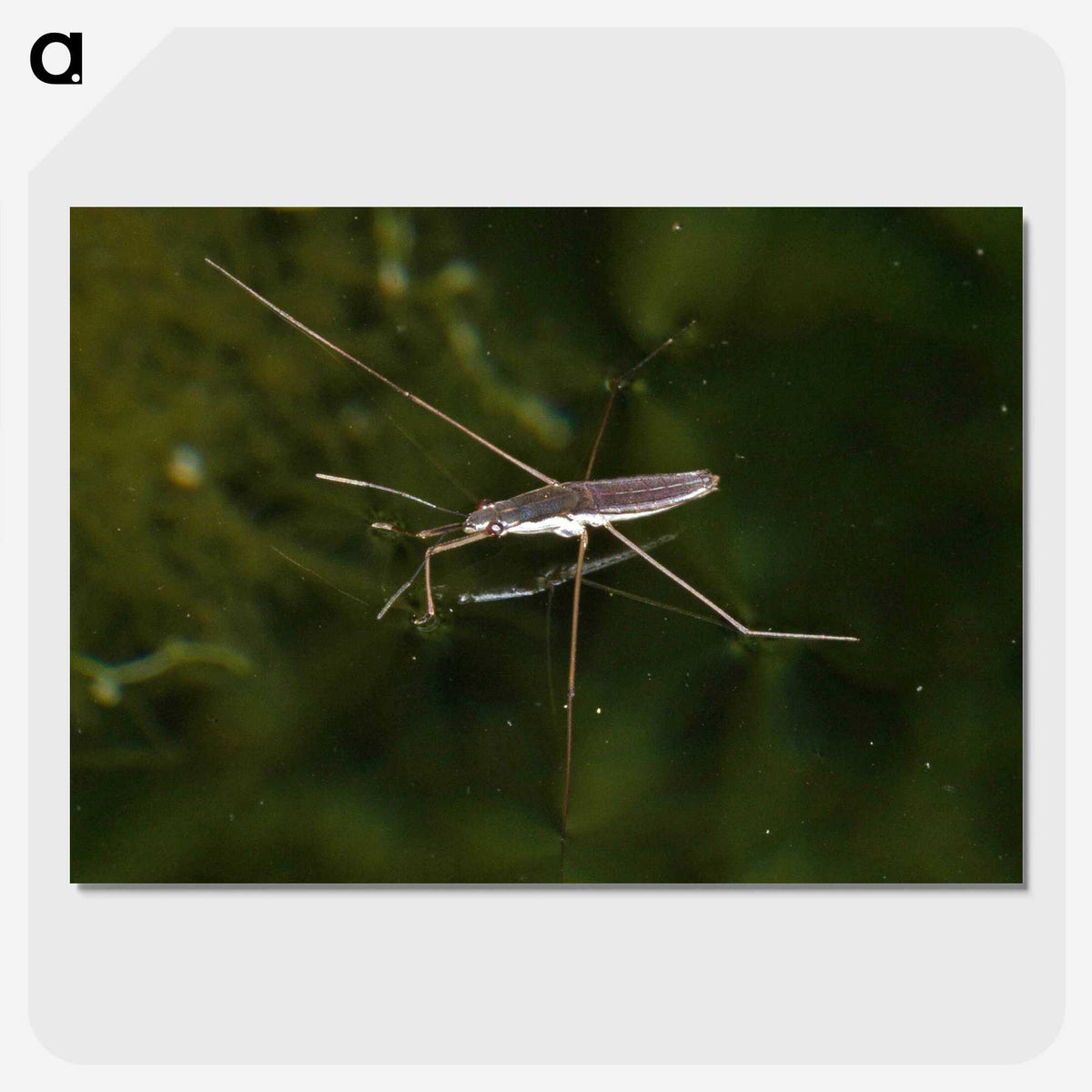 2-63_Insects-Unlocked-Project_picture-crop