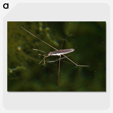 2-63_Insects-Unlocked-Project_picture-crop
