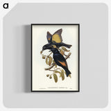 2-63_John-Gould_blk-crop